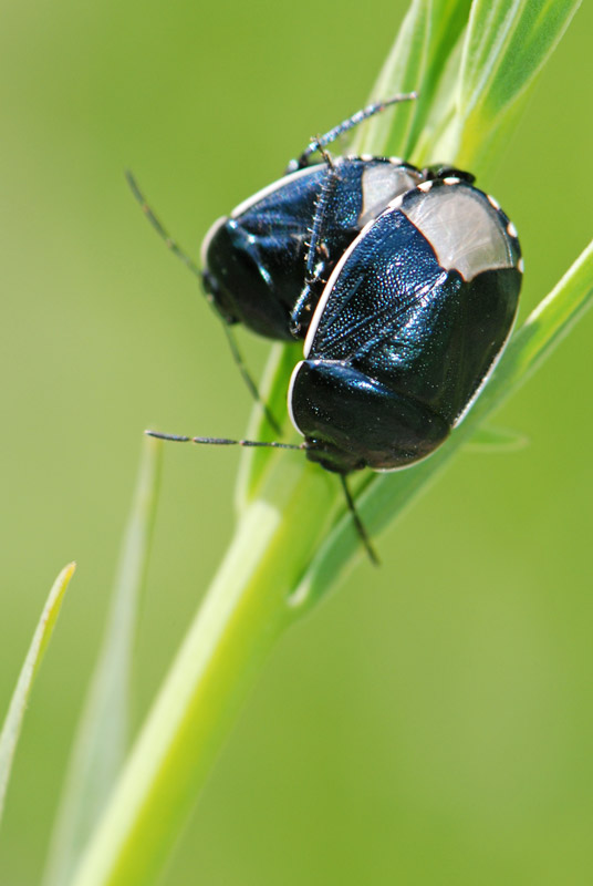 Cydnidae: Canthophorus dubius del Vicentino